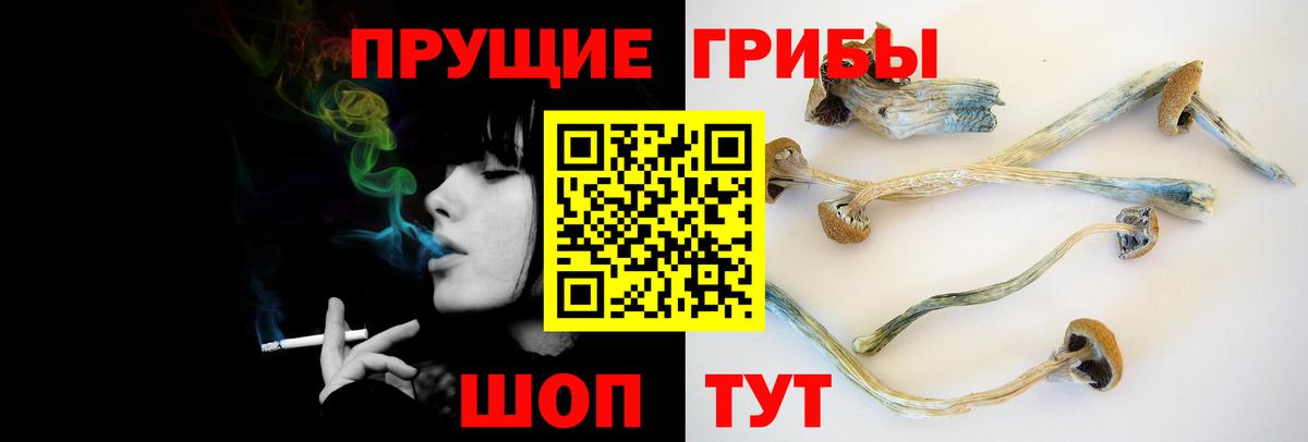 Галлюциногенные грибы Psilocybine cubensis Великие Луки